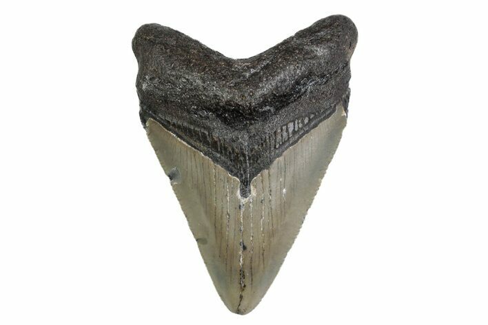Fossil Megalodon Tooth - North Carolina #379143